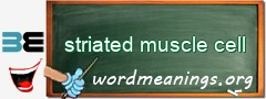 WordMeaning blackboard for striated muscle cell